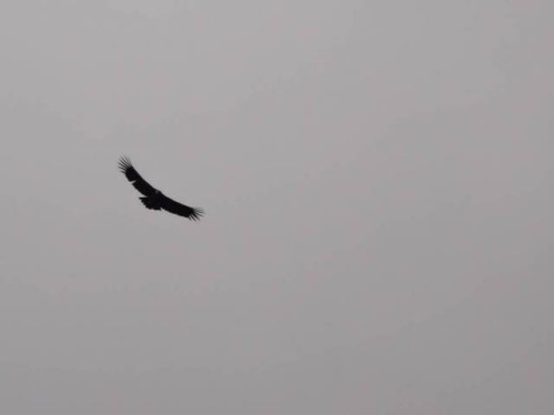 canon-del-colca-condor.jpg
